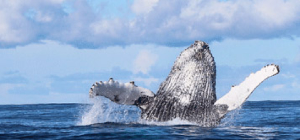 Whale Watching & Marine Safari Gansbaai